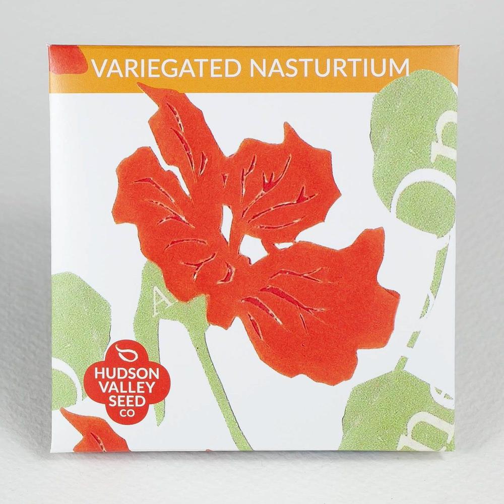 HV Variegated Nasturtium